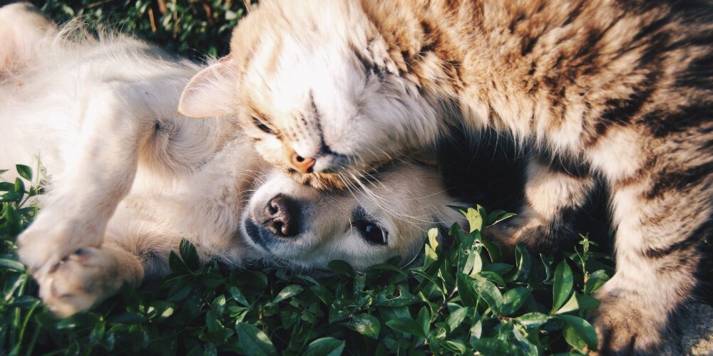 Esterilización gratuita de perros y gatos