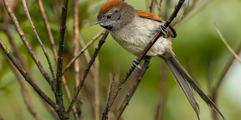 Conoce la Fauna y la Flora del Relleno Sanitario Doña Juana