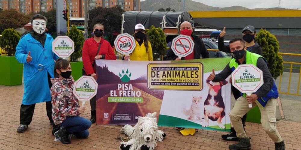 Pisa el freno: campaña para evitar accidentes con animales