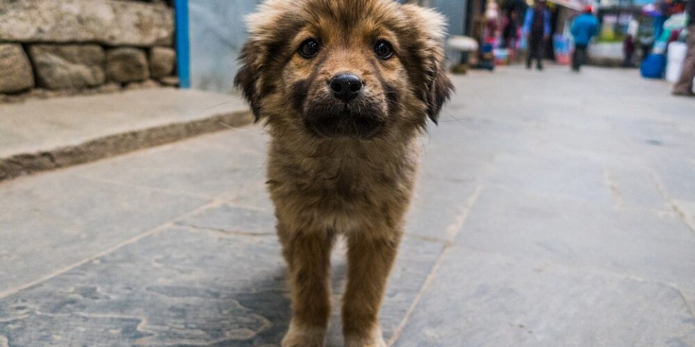 Súmate a esta causa y dona comida para animales de la calle