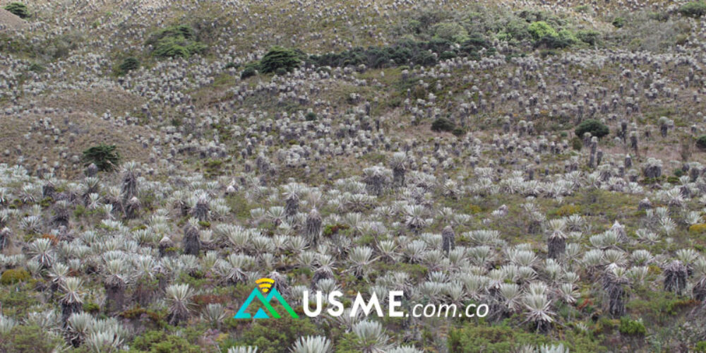 Visita al Páramo de Sumapaz: Ecoturismo sostenible