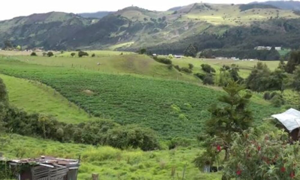 Huertas escolares en zonas rurales de Usme