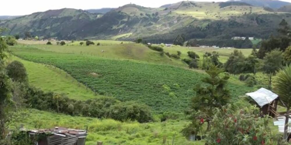 Huertas escolares en zonas rurales de Usme