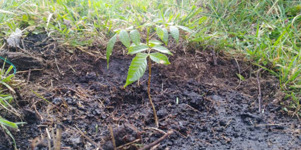 Así fue la Jornada de Plantación de Árboles en el Colegio Alfonso López Pumarejo