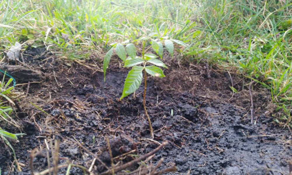 Así fue la Jornada de Plantación de Árboles en el Colegio Alfonso López Pumarejo