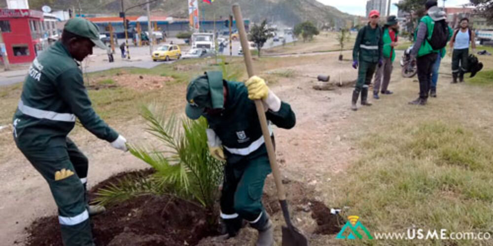 Así fue la jornada de siembra de árboles en el separador de la Boyacá