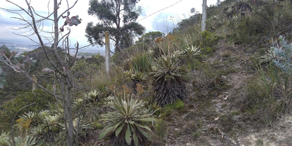 RAPE realizó recorrido en Usme para restauración de ecosistemas