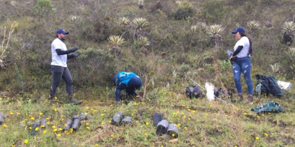 Sembratón de arboles nativos en Usme Rural